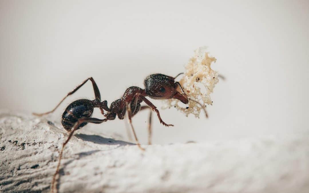 Maur i Oslo – noen fakta