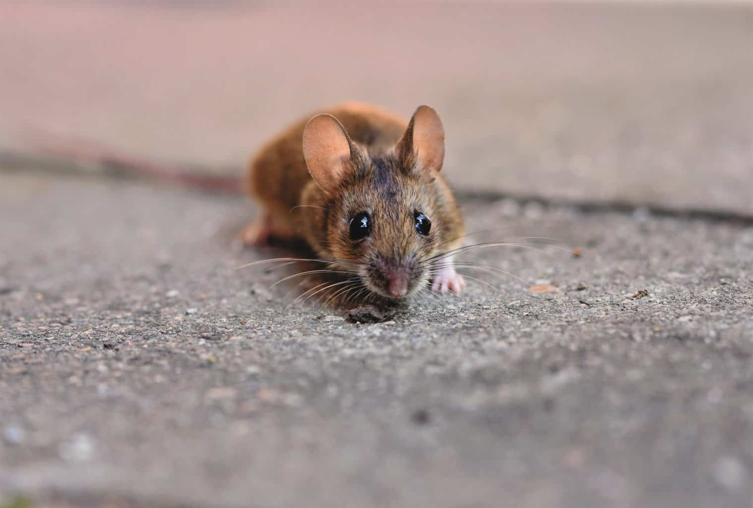 Fem effektive måter å bli kvitt mus fra garasjen din

