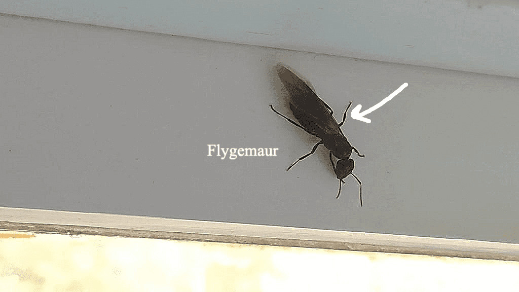 flygemaur