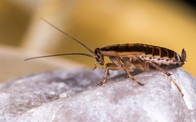 Hold kakerlakker unna leiligheten din