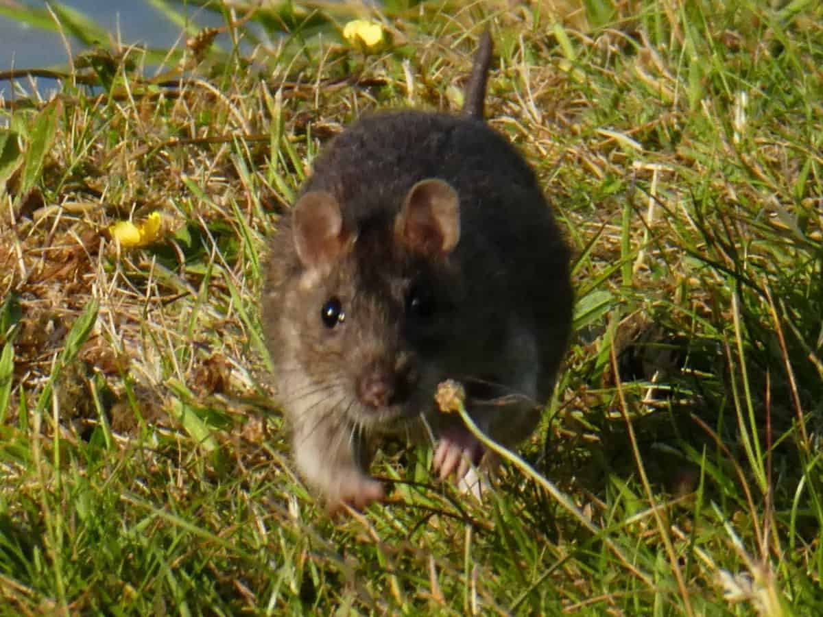 Rotter: Hvordan vet du om du har rotter – og hva gjør du?

