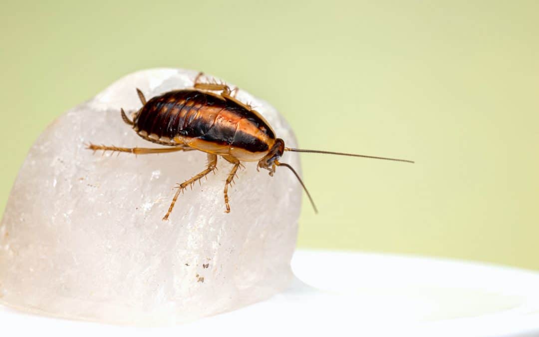 Topp ti risikoer for kakerlakkangrep på arbeidsplassen din