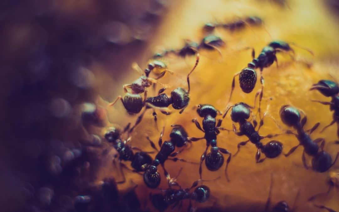Bli kvitt maur for alltid med 5 kraftige naturlige maurmidler