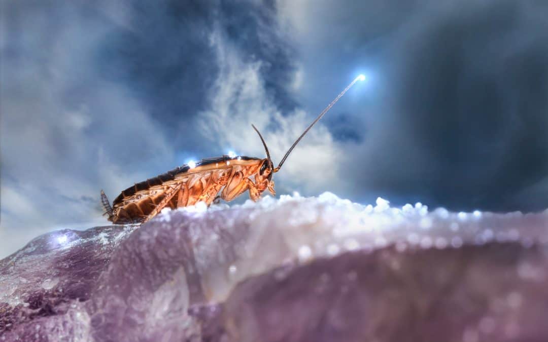 Kakerlakker – hvordan kommer de inn i hjemmet ditt