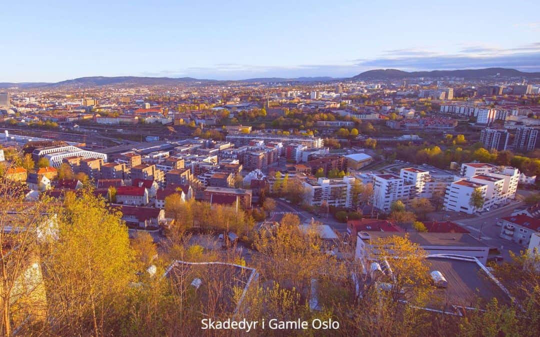 Skadedyrkontroll Gamle Oslo