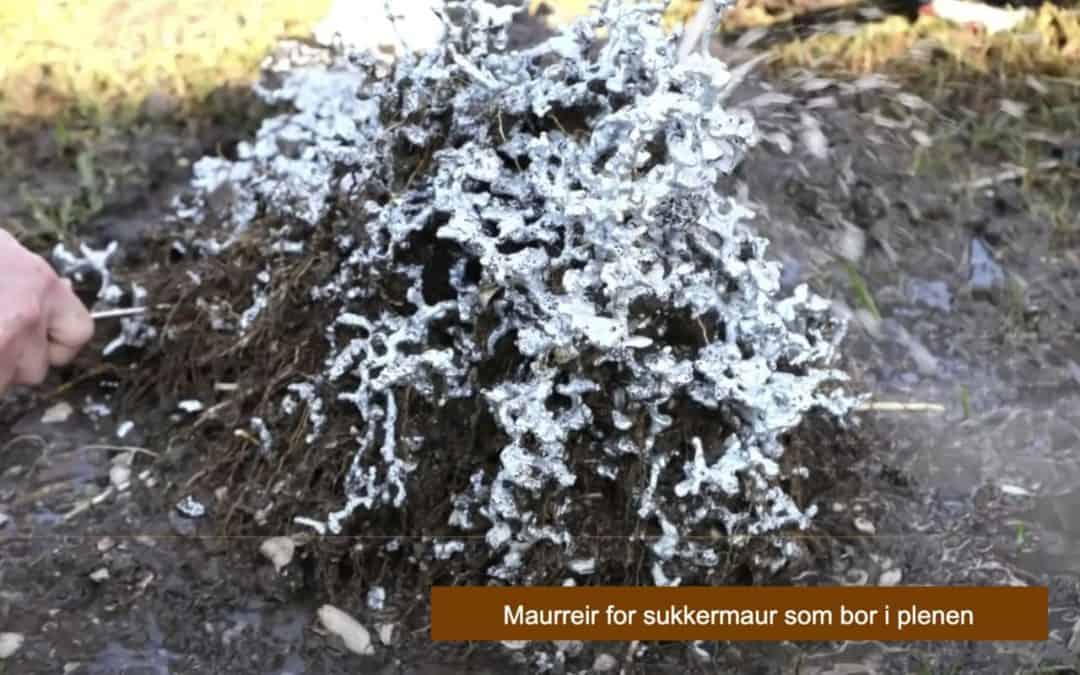 Hvordan ser et maurreir ut? [video]