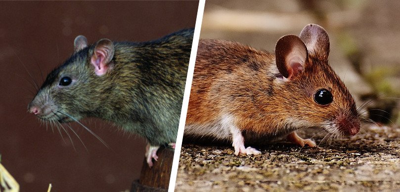 Rotter og mus i hjem