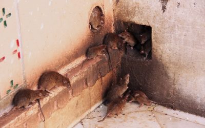 Hvordan bli kvitt rotter i huset raskt