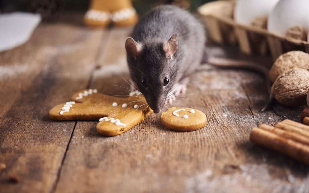 Seks tegn på en mus eller rotte i huset – og løsningen