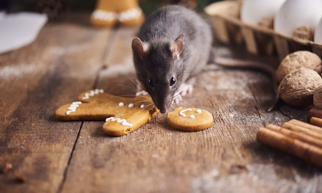 Seks tegn på en mus eller rotte i huset – og løsningen

