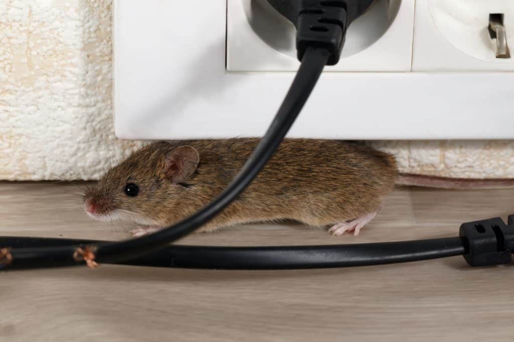 mus som gnager på ledning