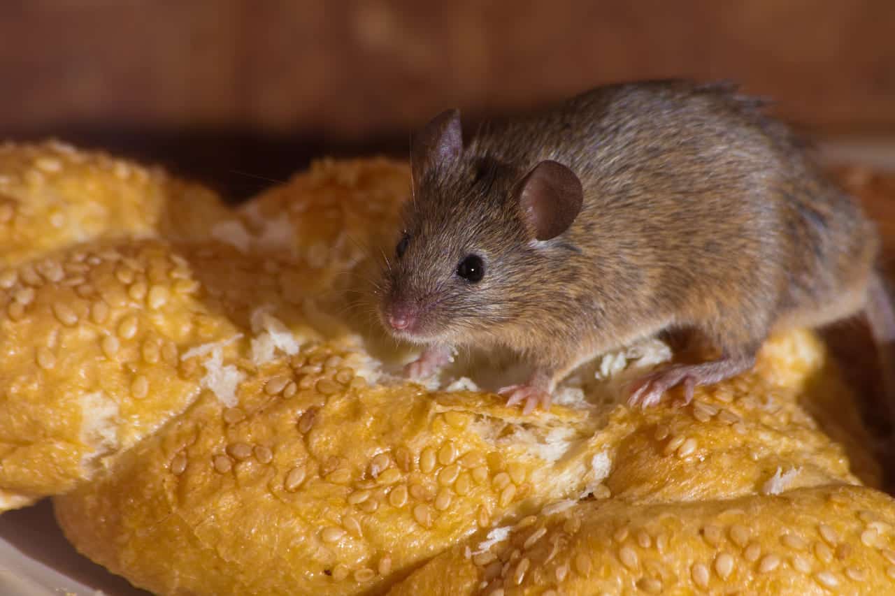 mus som spiser brød på kjøkkenet