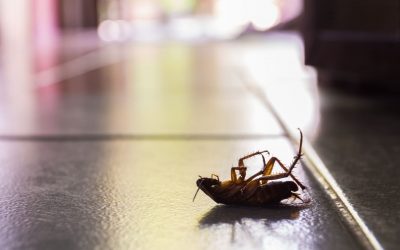 Kakerlakker i Oslo – 5 tips til å bli kvitt kakerlakker