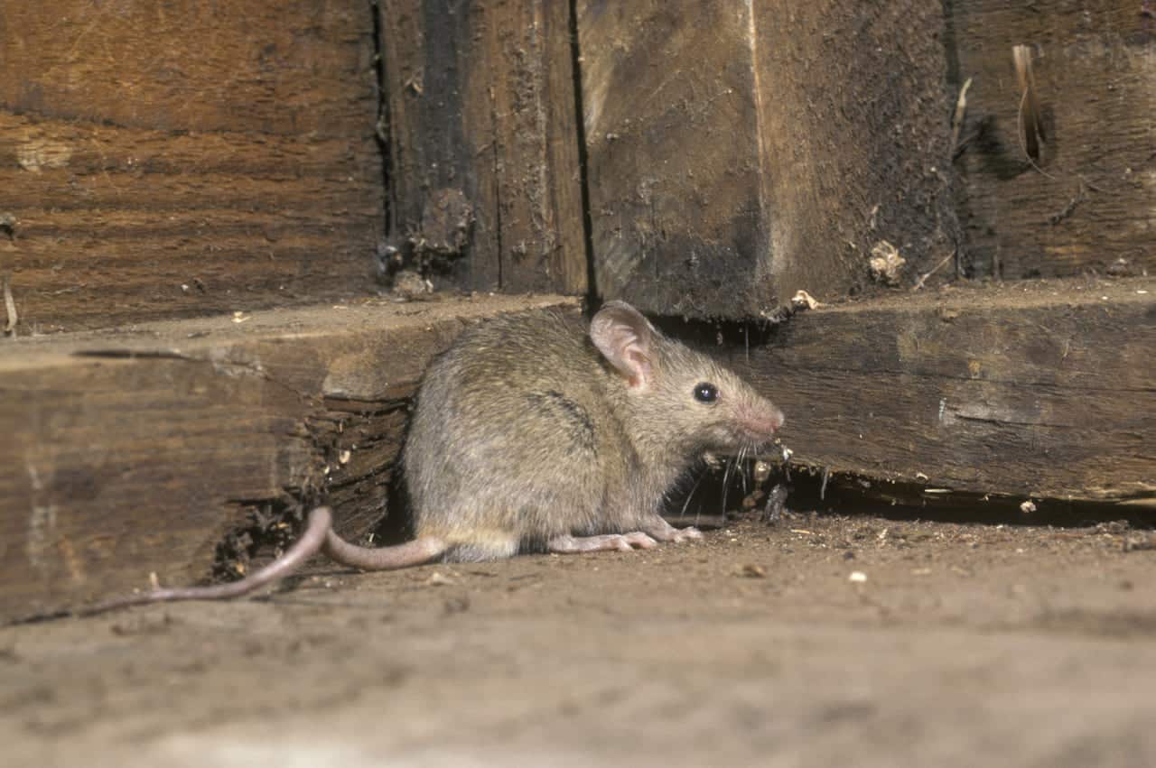 mus i veggen