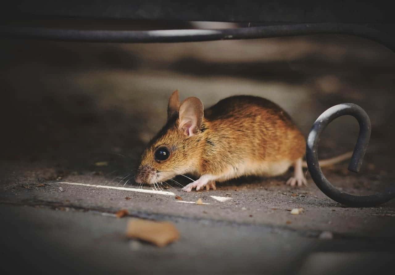 Hvor kommer mus og rotter inn i huset?

