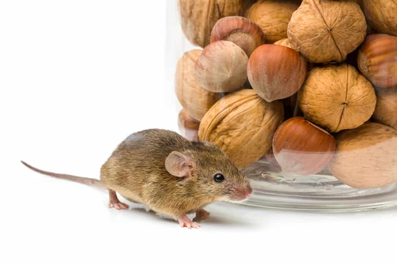 Hvordan kan jeg fange mus uten å skade dem?

