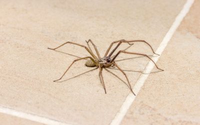 Hvordan bli kvitt edderkopper: Effektive metoder og tips