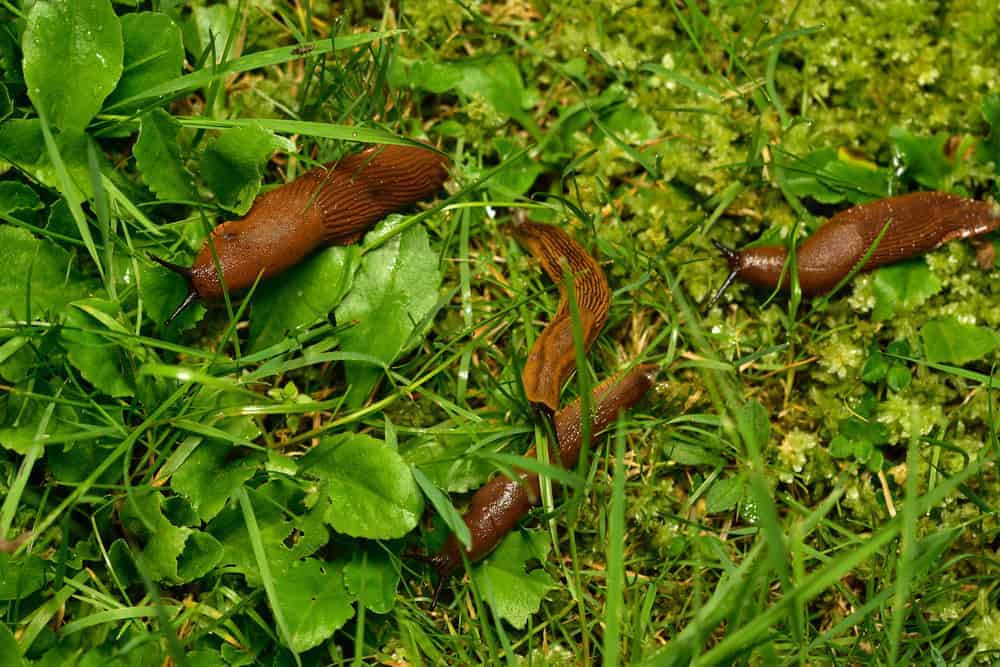 Brunskogsneglen Arion vulgaris